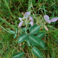 Desmodium uncinatum (Jacq.) DC.